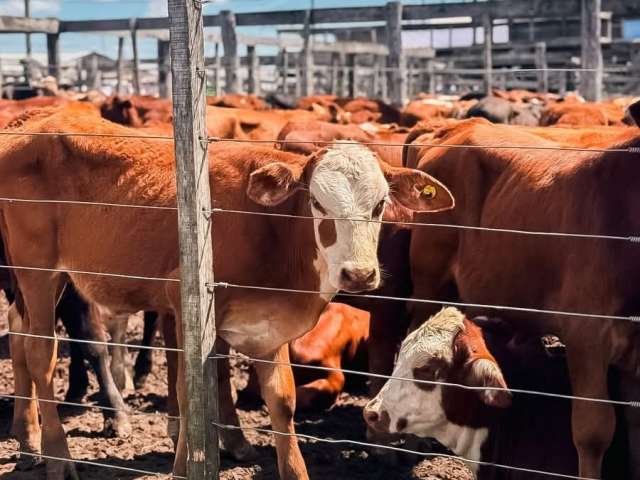 ¡Gran éxito en el remate de pequeños productores!